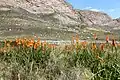 Kniphofia uvaria im Swartberg Nature Reserve
