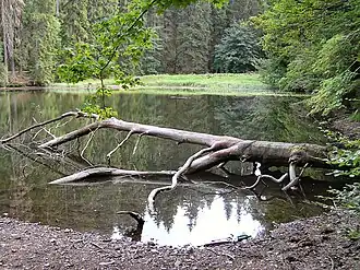 Der Knöpfelstaler Teich
