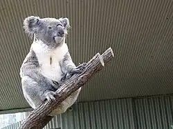 Koala