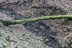 Der Unterlauf des Königsbaches