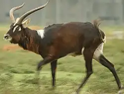 Weißnacken-Moorantilope (Kobus megaceros)