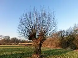 Kopfweide in der Siegaue vor Rückschnitt, Februar 2015