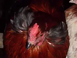 Araucanahenne mit schwarzen „Bommeln“