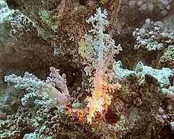 Korrigiertes Bild mit einer Farbtemperatur von etwa 4200&nbsp;K