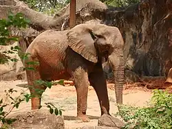 Afrikanischer Elefant