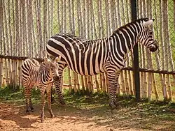 Steppenzebra mit Jungtier
