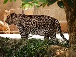 Leopard