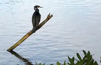 Kormoran auf seinem Stammplatz (2024)