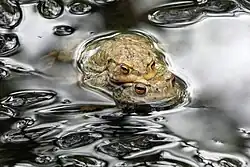 Im Naturschutzgebiet Wiesen am Layenhof – Ober-Olmer Wald sind kleine Tümpel ein Paradies für geschützte Amphibien