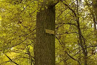 Waldabteilung Kraftshofer Espan im Kraftshofer Forst