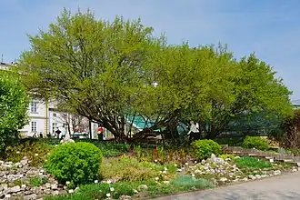 Botanischer Garten (Krakau)