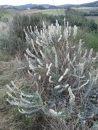 Blühende Europa-Hornmelde (Krascheninnikovia ceratoides), in Österreich stark gefährdet.[8]