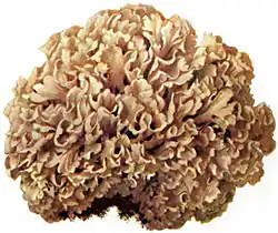 Nichtblätterpilze: Krause Glucke