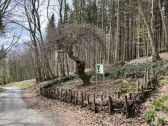 Die Krause Buche 700 Meter westlich des Gipfels