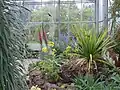 Botanischer Garten, Gewächshaus für Sukkulente und Pflanzen der Kanarischen Inseln.