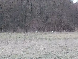 Kranichpaar am Rand des Erlenbruchs