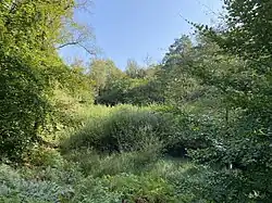Kronenweiher mit Verlandungstendenz