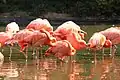 Chile­flamingos