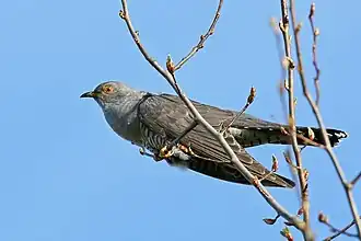 Kuckuck, Vogel des Jahres