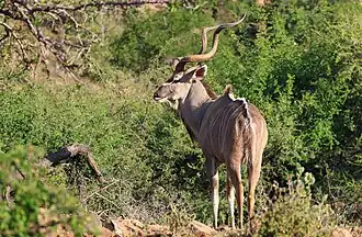 Großer Kudu, Männchen