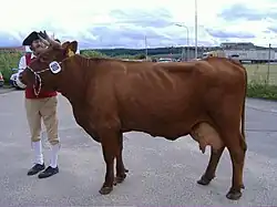 Kuh bei einer Vorführung