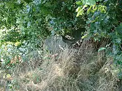 Großsteingrab Löningen 2