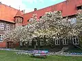 Garten Rathaus Lüneburg mit blühenden Magnolienbäumen