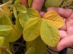 gelb verfärbte Blätter einer Pflanze