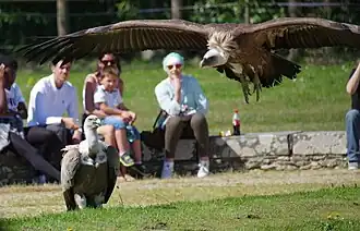 Gänsegeier (Gyps fulvus)