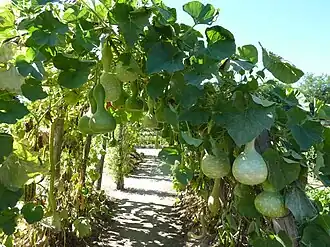 Kürbisse im Nutzgarten