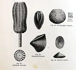 Fossilien Encrinus entrocha, Myophoria lineata, Stellispongia variabilis und Helcion lineata in Louis Figuier: La terre avant le déluge. Paris 1864.[11]