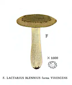 Lactarius blennius forma virescens-Lange