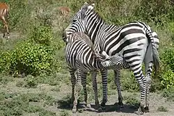 Ein Zebra säugt ihr Kind