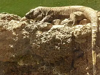 El-Hierro-Rieseneidechse