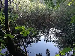 Der stark zugewachsene See Laghisol