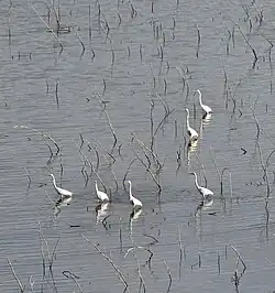 Reiher im Flachgewässer