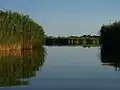 Schilf im See, im Hintergrund die Kirche von Dinnyés