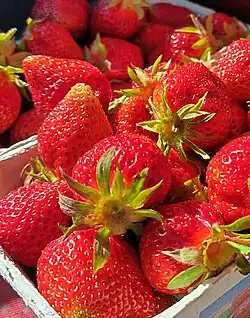 Erdbeeren der Sorte Lambada in Pappschälchen