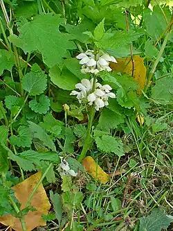 Weiße Taubnessel (junge Blätter) (auch als Salat)