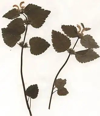 Gewöhnliche Goldnessel (Lamium galeobdolon s.str.) (Herbarbeleg)