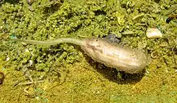 Eine in nassen Biotopen vorkommende Rattenschwanzlarve, wie man sie auch bei der Mistbiene findet