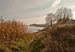 Rheinaue bei Langel im Winter