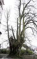 Alte Linde am Portal der Pfarrkirche St. Matthias