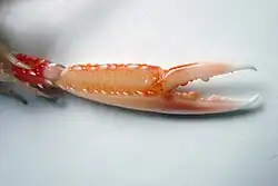 Chela des Kaisergranats