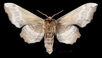 Laothoe amurensis ♂ △