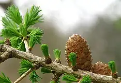 Junge Lärchennadeln im Frühling (Larix x marschlinsii)