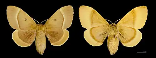 Weibchen – Rücken- und Bauchansicht desselben Exemplars