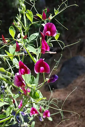 Habitus, Laubblätter mit Ranken und Blütenstände von Lathyrus tingitanus