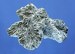 Latiphyllia suevica, Sl. Benz