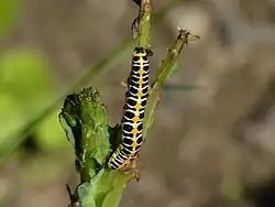 Gelbe Form der Raupe des Lattich-Mönchs, kopfabwärts ruhend